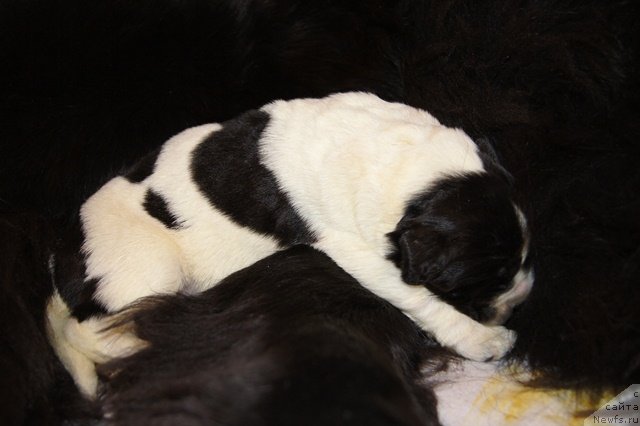 Фото: ньюфаундленд Супер Бизон Екатеринбург (Super Bizon Ekaterinburg)