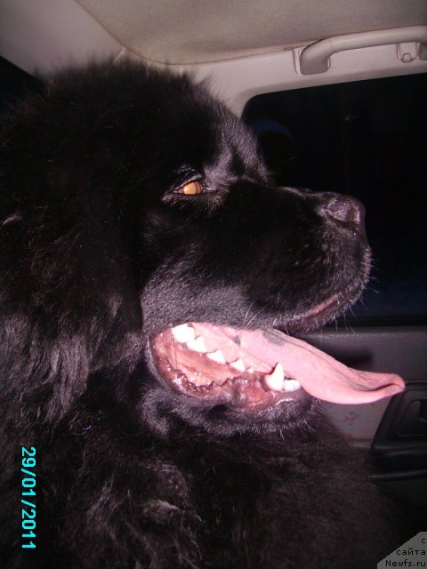 Фото: ньюфаундленд Их Высочество Владлена Маджикс