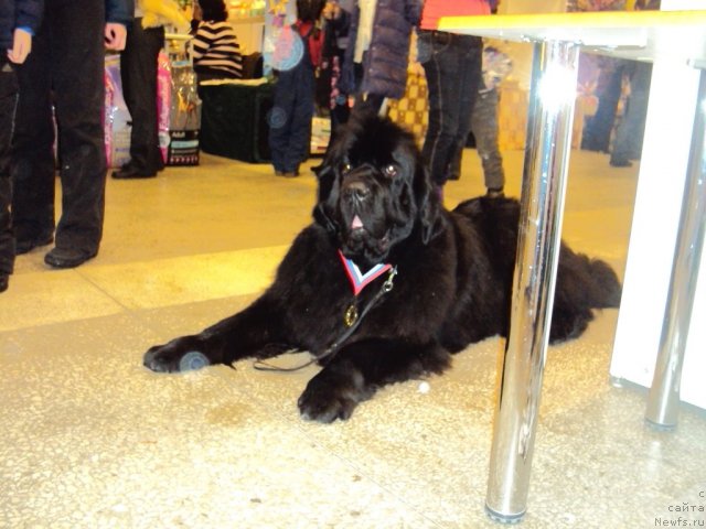 Фото: ньюфаундленд Акватория Келвин Зазноба (Aquatoriya Kelvin Zaznoba)