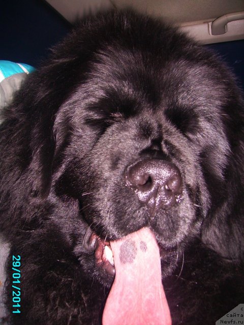 Фото: ньюфаундленд Их Высочество Владлена Маджикс