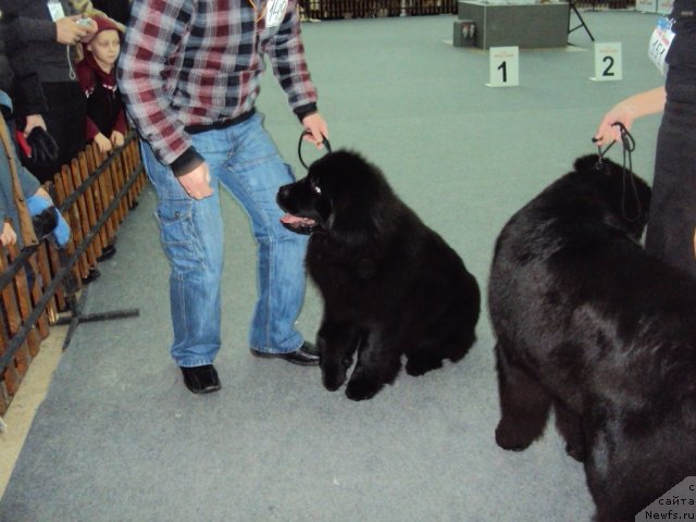 Фото: ньюфаундленд Их Высочество Владлена Маджикс