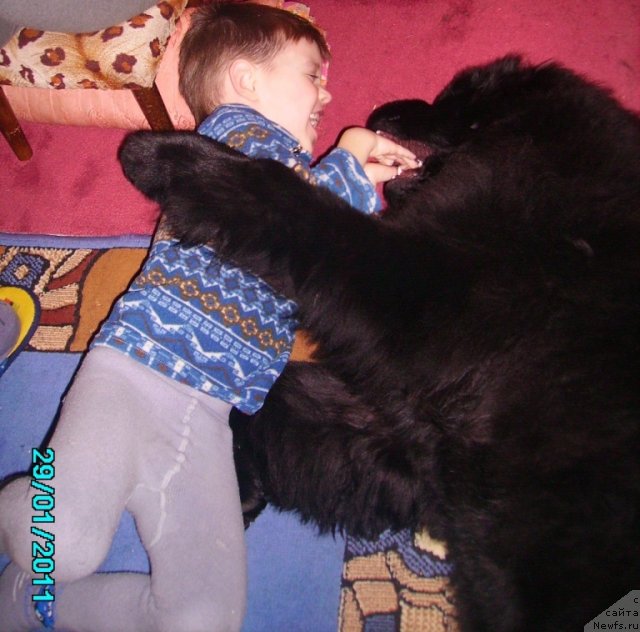 Фото: ньюфаундленд Их Высочество Владлена Маджикс