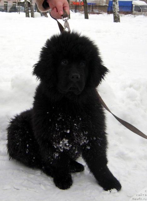 Фотография № 58026