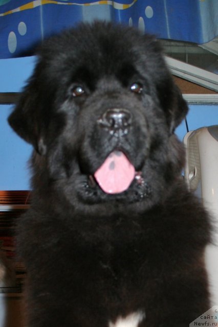 Фотография № 58028