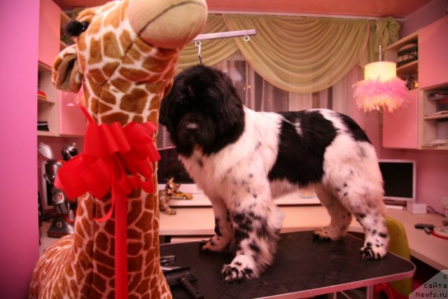 Фотография № 58040