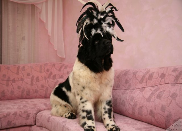 Фото: ньюфаундленд Аквиан Сонг Зеро Гравити (Akvian Song Zero Graviti)