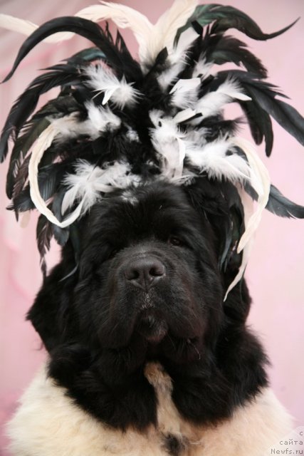 Фотография № 58043