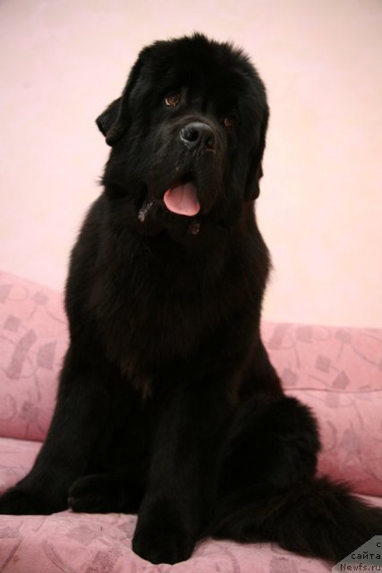 Фото: ньюфаундленд Gimenej Golden Star
