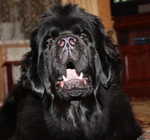 Фото: ньюфаундленд Ньюфорт Магия Любви