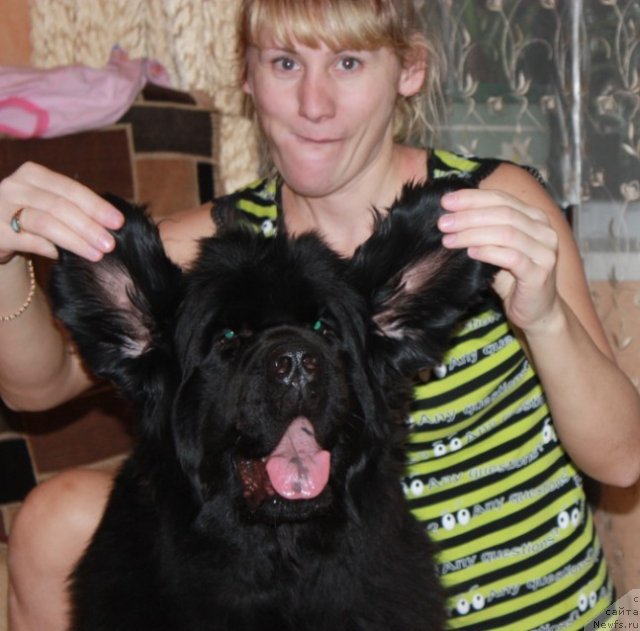 Фото: ньюфаундленд Ньюфорт Магия Любви