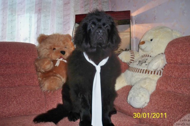 Фото: ньюфаундленд Смигар Волна Успеха