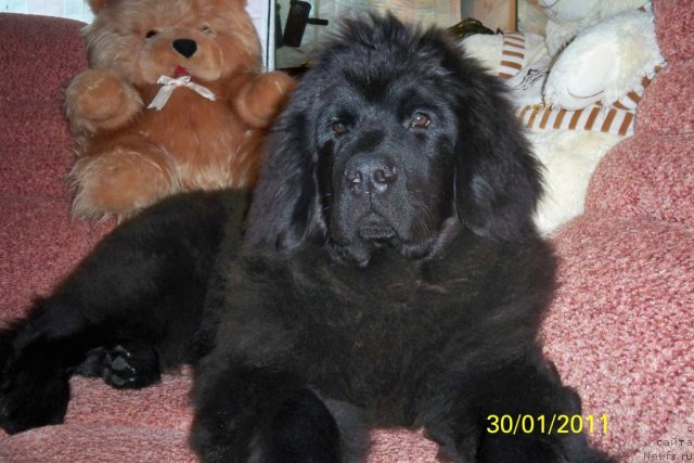 Фото: ньюфаундленд Смигар Волна Успеха