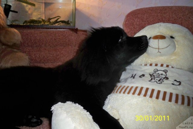 Фото: ньюфаундленд Смигар Волна Успеха