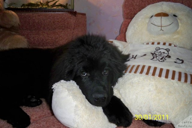 Фото: ньюфаундленд Смигар Волна Успеха