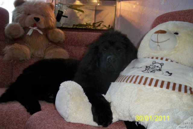 Фото: ньюфаундленд Смигар Волна Успеха