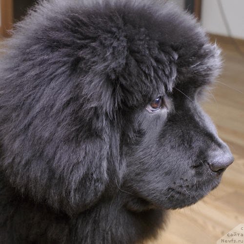 Фотография № 58058