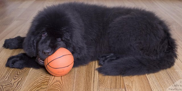 Фотография № 58060