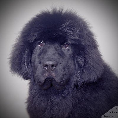 Фотография № 58064