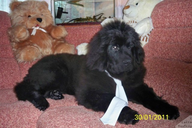 Фото: ньюфаундленд Смигар Волна Успеха