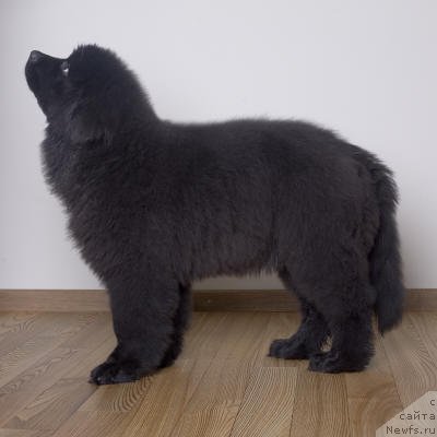 Фото: ньюфаундленд Смигар Го ту би зе Фест