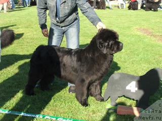 Фото: ньюфаундленд Плюшевая Панда Бархатная Роза (Plushevaya Panda Barhatnaya Roza)