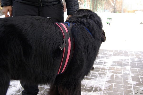 Фотография № 58074