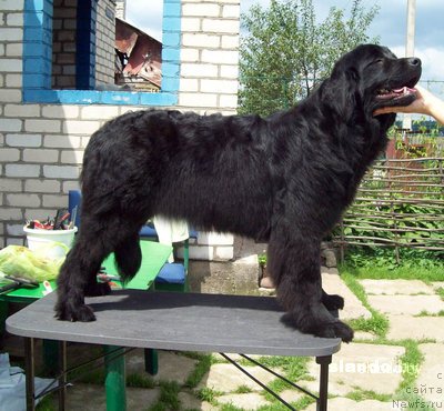 Фото: ньюфаундленд Орифлэйм Шарман Шик