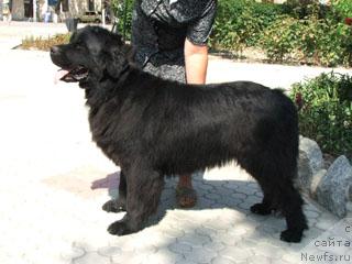 Фото: ньюфаундленд Абигаль Очарование Души