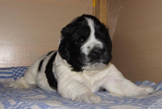 Фото: ньюфаундленд Супер Бизон Екатеринбург (Super Bizon Ekaterinburg)