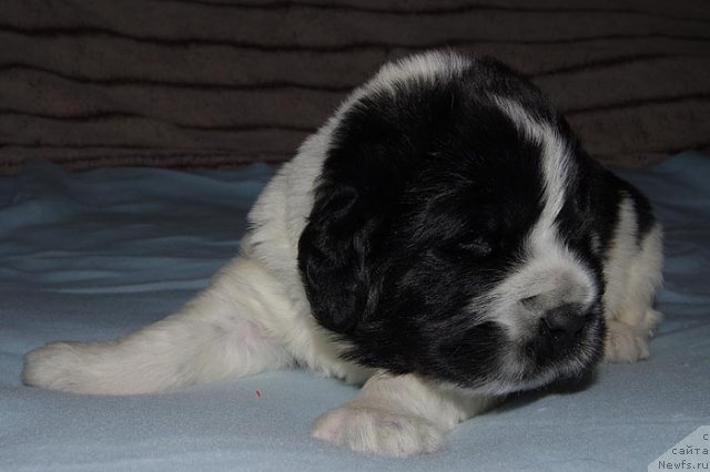 Фото: ньюфаундленд Супер Бизон Екатеринбург (Super Bizon Ekaterinburg)