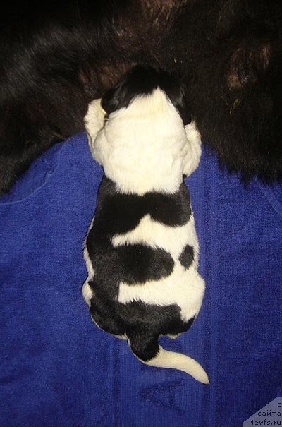 Фото: ньюфаундленд Супер Бизон Екатеринбург (Super Bizon Ekaterinburg)