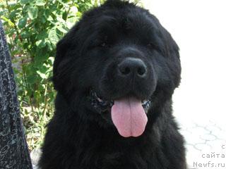 Фото: ньюфаундленд Абигаль Очарование Души