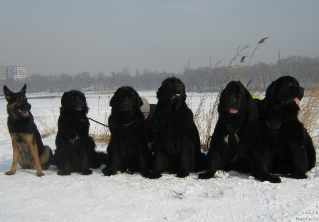 Фото: Блейк, Бонни, ньюфаундленд Женевьев Гарни Ледэн, ньюфаундленд Сент Джонс Улла для Кара Аюлар (Sent Djons Ulla for Kara Ayular), ньюфаундленд Лав Стори из Тихого Омута (Love Story iz Tihogo Omuta), ньюфаундленд Кипер Соул Есаул (Keeper Soul Esaul)