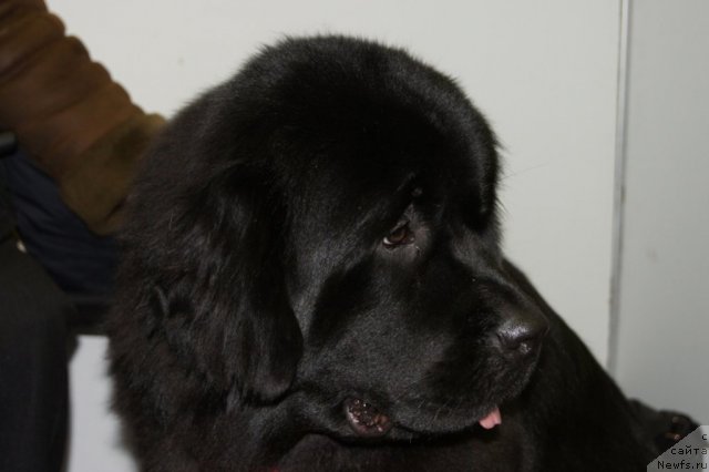 Фото: ньюфаундленд Сент Джонс Ульрика (Sent Djons Ulrika)