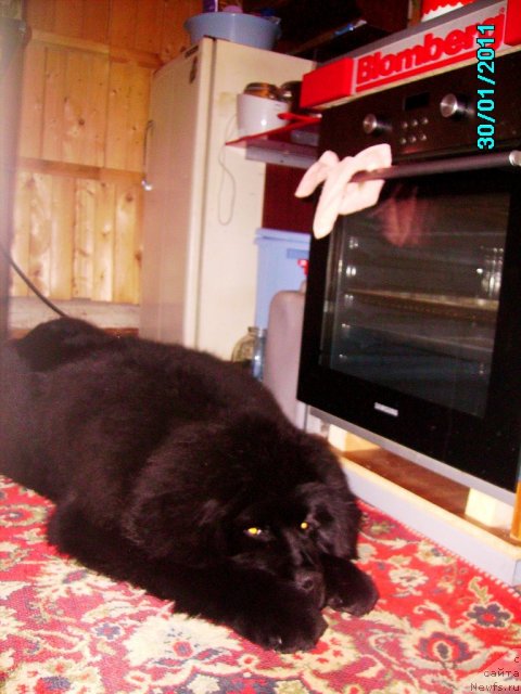 Фото: ньюфаундленд Их Высочество Владлена Маджикс