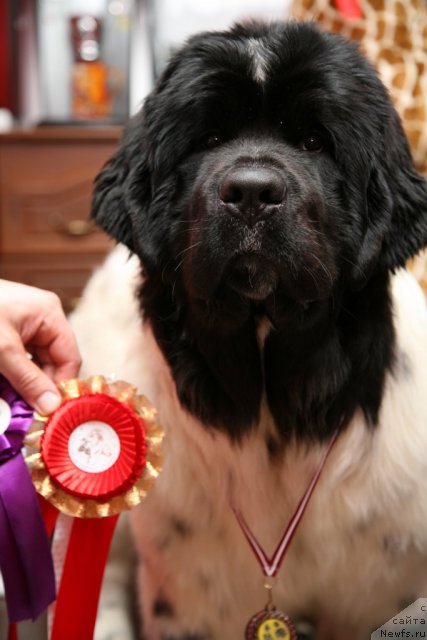 Фото: ньюфаундленд Аквиан Сонг Зеро Гравити (Akvian Song Zero Graviti)