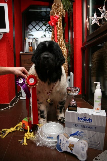 Фото: ньюфаундленд Аквиан Сонг Зеро Гравити (Akvian Song Zero Graviti)