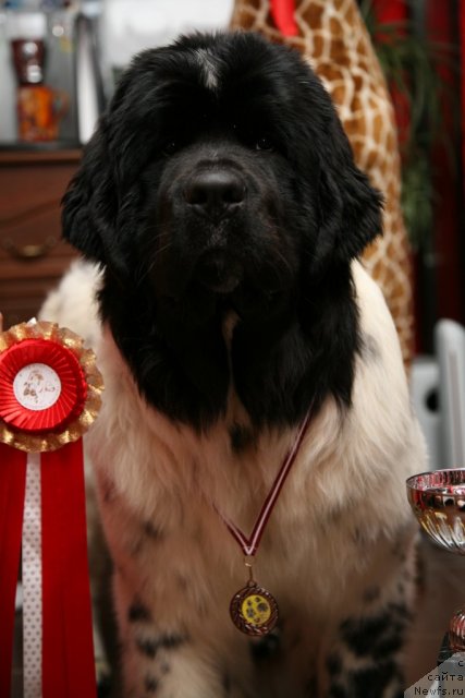 Фото: ньюфаундленд Аквиан Сонг Зеро Гравити (Akvian Song Zero Graviti)