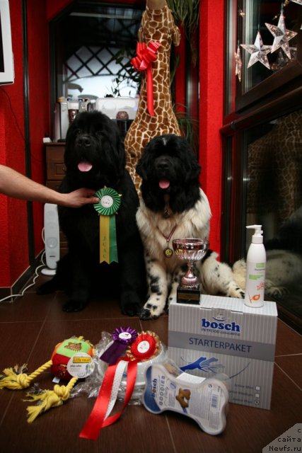 Фото: ньюфаундленд Gimenej Golden Star, ньюфаундленд Аквиан Сонг Зеро Гравити (Akvian Song Zero Graviti)