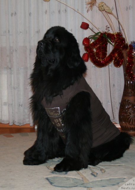 Фото: ньюфаундленд Ермак из Царства Медведей