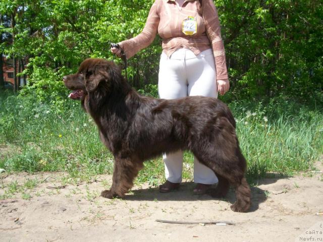 Фото: ньюфаундленд У-Тан Дель Монте