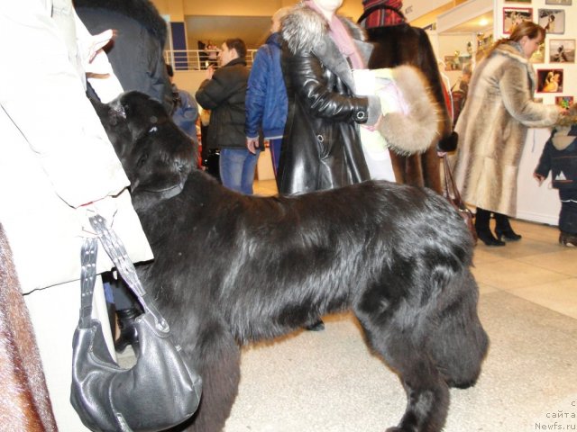 Фото: ньюфаундленд Бархатное Ушко