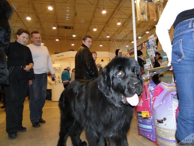 Фото: ньюфаундленд Бархатное Ушко