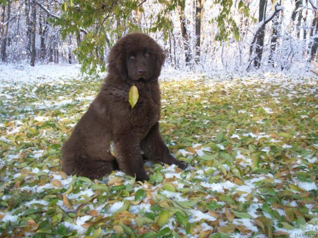 Фото: ньюфаундленд Удделия Торри Ламберт