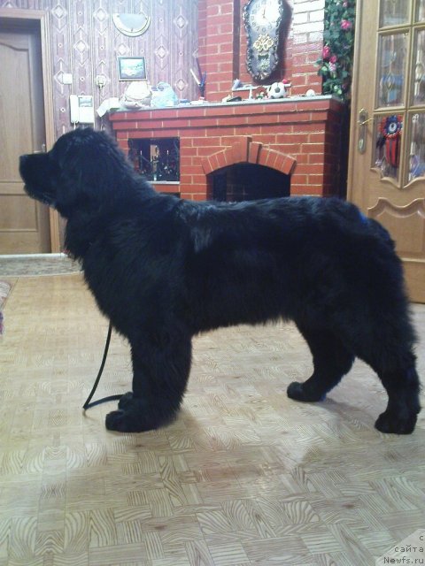 Фото: ньюфаундленд Их Высочество Глория Айрис (Ih Visochestvo Gloria Airis)