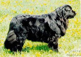 Фото: ньюфаундленд Leska von Luxemburg