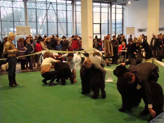 Фото: ньюфаундленд Topgallant's Benefice, Лада Павликовская, ньюфаундленд Сантьяго Милая Бестия (Santiago Milaya Bestia), ньюфаундленд Акватория Келвин Куинджи, Александр Хижняк