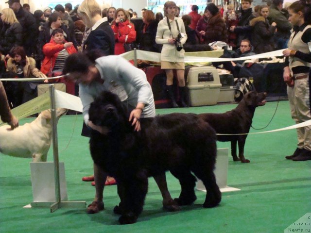 Фото: ньюфаундленд Topgallant's Aboardage, Лада Павликовская