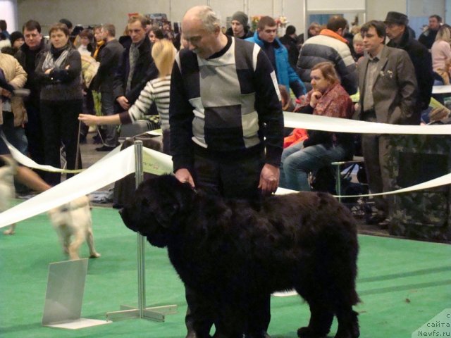 Фото: ньюфаундленд Анри (Anri)