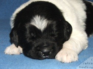 Фото: ньюфаундленд Плюшевая Панда Ты Мой Каприз (Plushevaya Panda Ty Moj Kapriz)